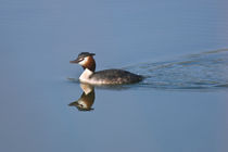 Great Crested Grebe by grimauxjordan