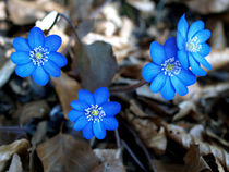 Leberblümchen (hepatica nobilis) by Dagmar Laimgruber