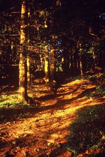 Goldener Wald von Ulrike Ilse Brück