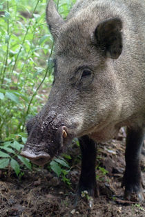 Portrait of a wild hog von Intensivelight Panorama-Edition