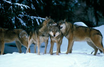 Wolves cuddling in a snowy forest by Intensivelight Panorama-Edition