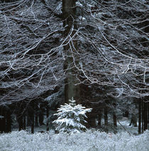 Winter forest von Intensivelight Panorama-Edition