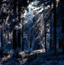 Blue winter forest by Intensivelight Panorama-Edition