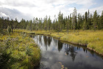 Nordic forest by Intensivelight Panorama-Edition