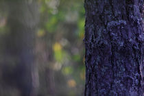 Pine tree trunk by Intensivelight Panorama-Edition