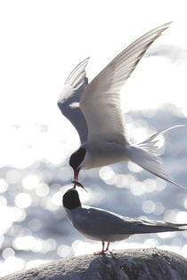 Arctic terns feeding each other by Intensivelight Panorama-Edition