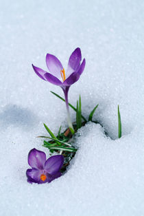 Spring Crocus flowers von Intensivelight Panorama-Edition