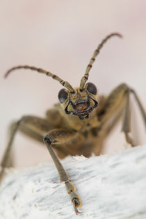 Longhorn beetle close up by Intensivelight Panorama-Edition