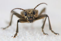 Longhorn beetle von Intensivelight Panorama-Edition