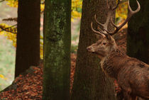 Red deer stag  von Intensivelight Panorama-Edition
