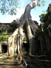 UrBaum, Cambodia, Angkor Wat von reisemonster