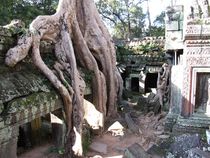 Preah Khan - Angkor Wat, Cambodia by reisemonster