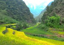 Colorful Rice in China von reisemonster