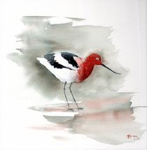 American Avocet by Sandy McDermott