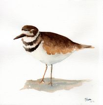 Kildeer by Sandy McDermott