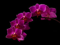 Orchideenblüte von Ive Völker