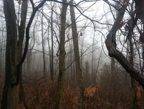 Ghostly Woods by Joel Furches