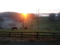 Cows at Sunrise von Joel Furches