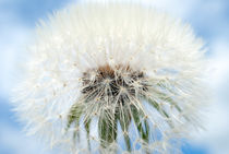 Dandelion von fraenks