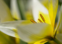 Wildtulpe von Brigitte Deus-Neumann