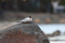 Arctic Tern with fish in its mouth by Andras Neiser