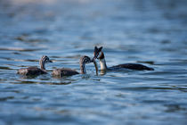 Feeding time by Andras Neiser