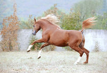 Horse at liberty by Tamara Didenko