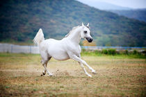 Arabian horse by Tamara Didenko