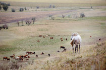 Horse on the field by Tamara Didenko