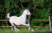 Arabian horse by Tamara Didenko