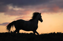 Horse silouette by Tamara Didenko