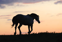 Horse silouette by Tamara Didenko