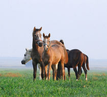 Herd of arabian horses by Tamara Didenko