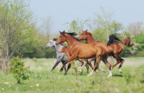 Herd of arabian horses by Tamara Didenko