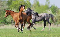 Herd of arabian horses by Tamara Didenko