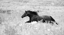 Horse running on pasture by Tamara Didenko