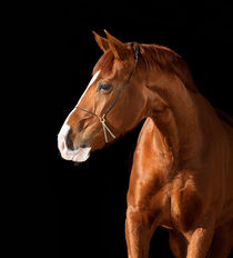 Horse portrait by Tamara Didenko