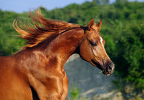 Horse portrait by Tamara Didenko