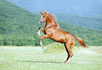 Horse rearing von Tamara Didenko