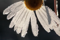 Late blooming marguerite flowers by Intensivelight Panorama-Edition