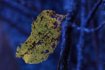 Yellow leaf by Intensivelight Panorama-Edition