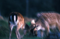 Fighting fallow deer von Intensivelight Panorama-Edition