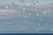 Flying seagulls von Intensivelight Panorama-Edition
