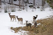 Roe deer in winter by Intensivelight Panorama-Edition