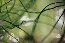 Horsetail abstract von Intensivelight Panorama-Edition