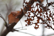 Holey leaf in autumn by Intensivelight Panorama-Edition