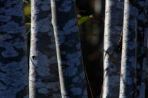 Speckled alder trunks von Intensivelight Panorama-Edition