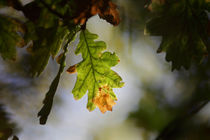 Autumn oak leaf von Intensivelight Panorama-Edition