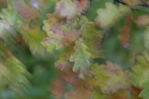Oak leaves moving in the wind by Intensivelight Panorama-Edition