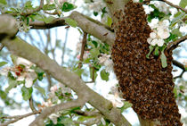Swarming bees von Intensivelight Panorama-Edition
